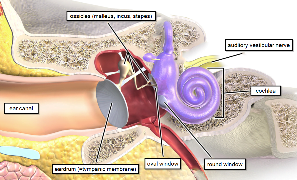 Normal hearing pathway in the ear.